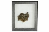 Fossil Dinosaur (Pachycephalosaurus) Skull Section - Wyoming #379720-3
